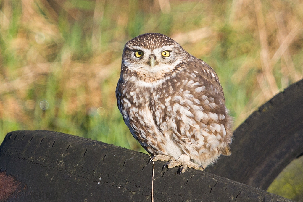Little Owl