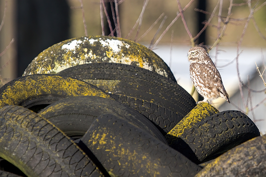 Little Owl