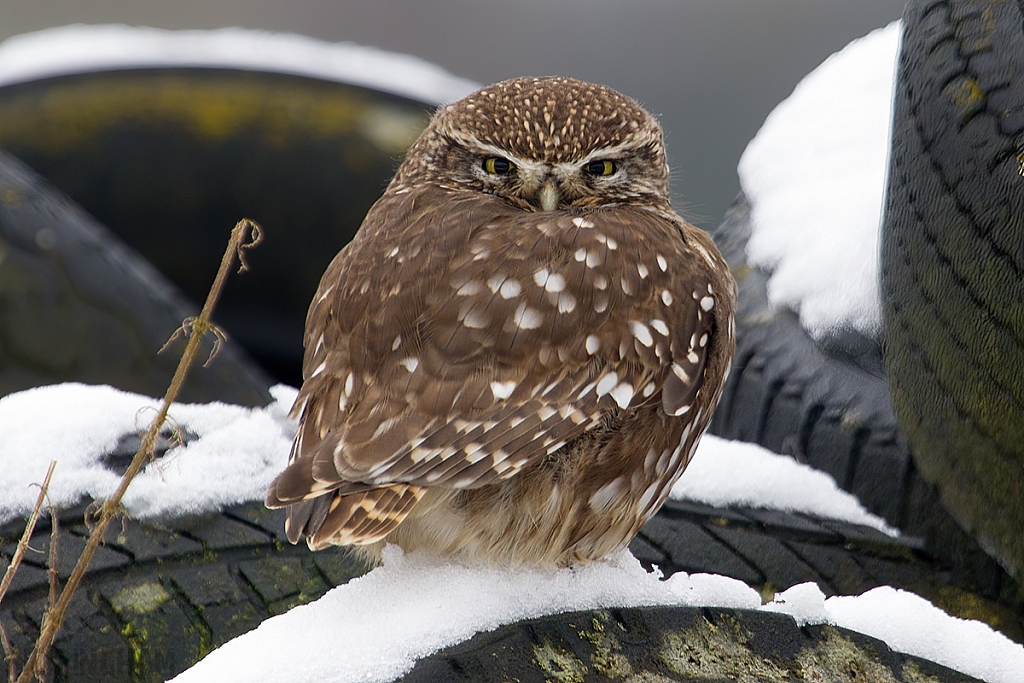 Little Owl