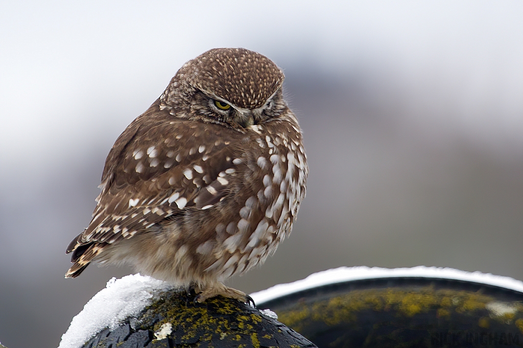 Little Owl