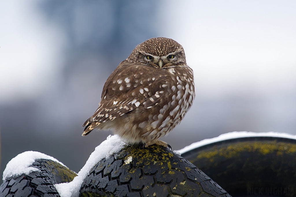 Little Owl