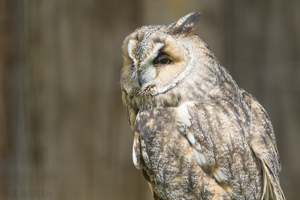 Long-eared Owl