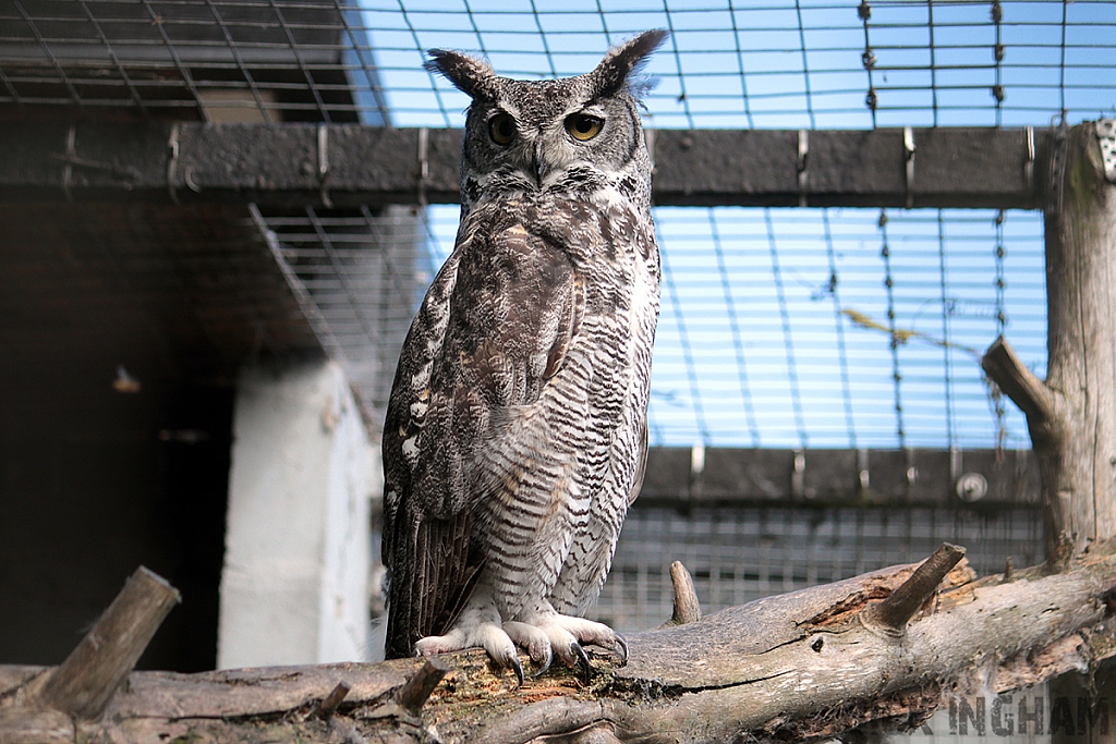 Long-eared Owl