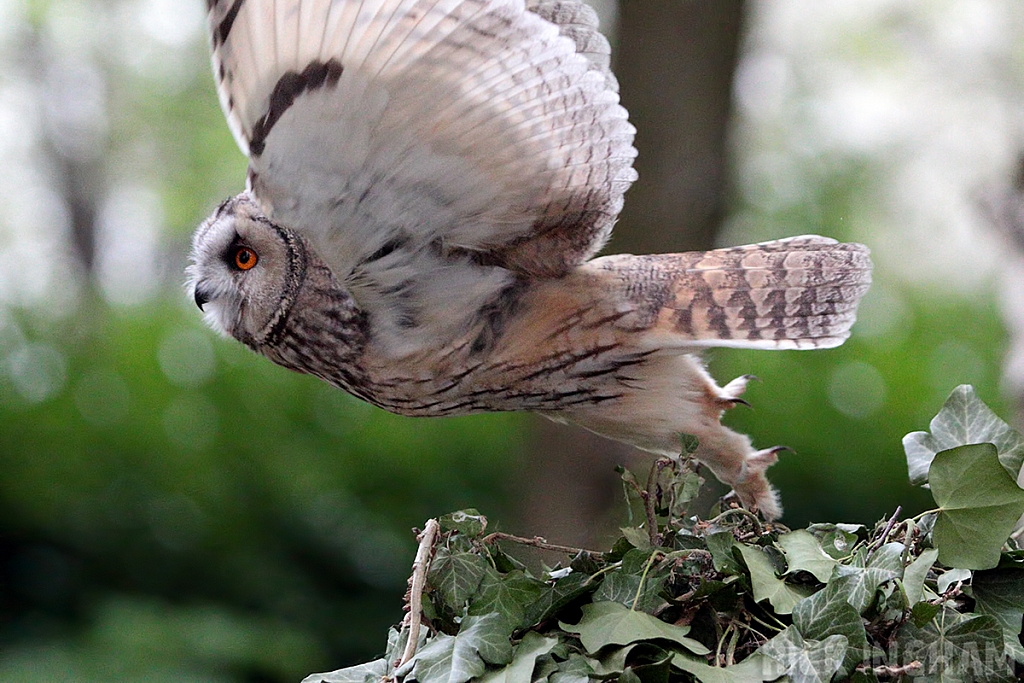 Long-eared Owl