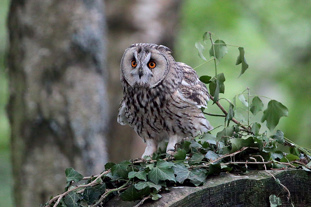 Long-eared Owl