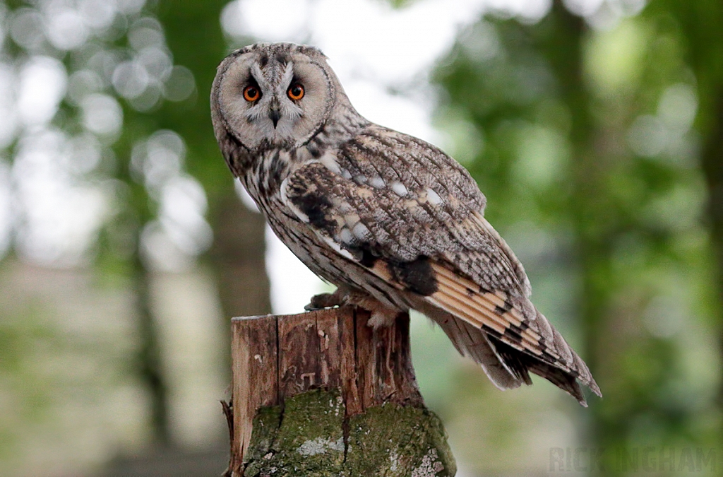 Long-eared Owl