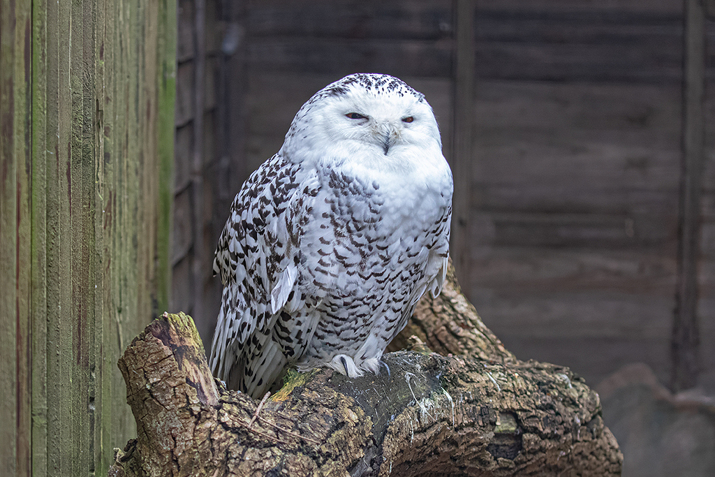 Snowy Owl