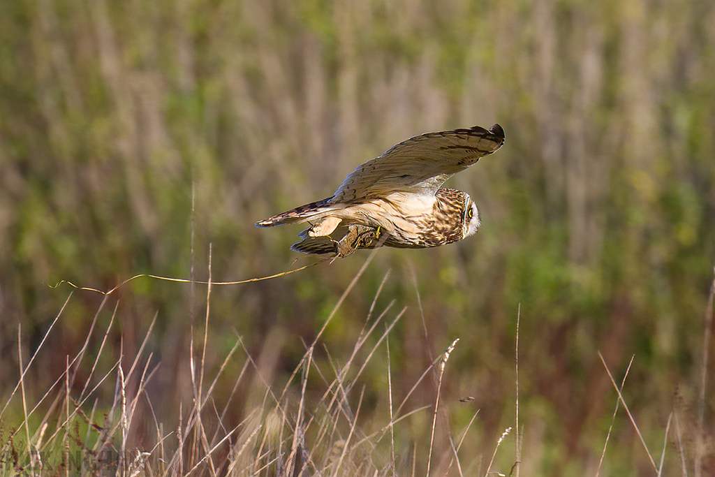 Short-Eared Owl