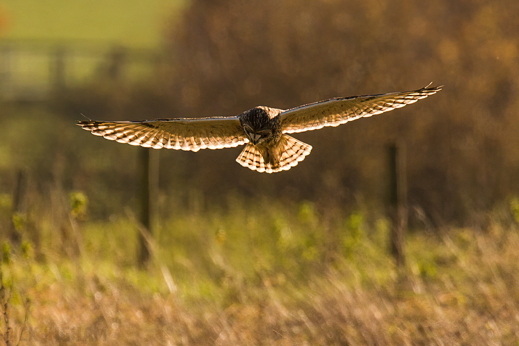 Short-Eared Owl