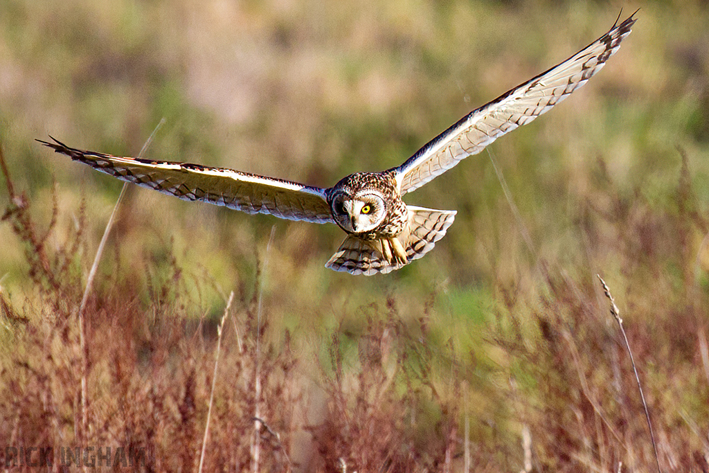 Short-Eared Owl