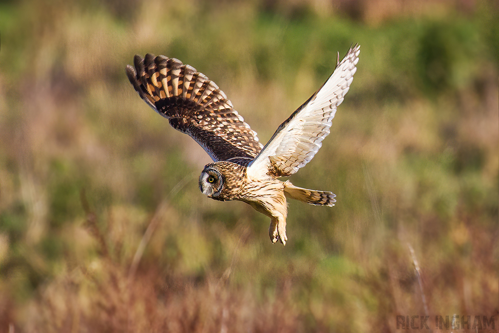 Short-Eared Owl