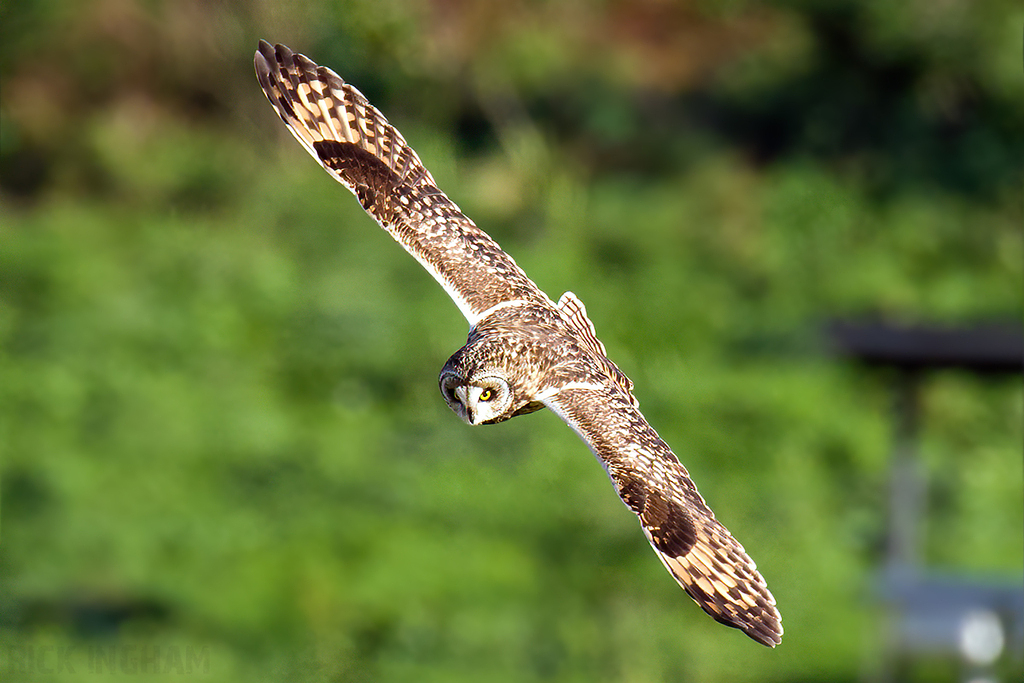 Short-Eared Owl