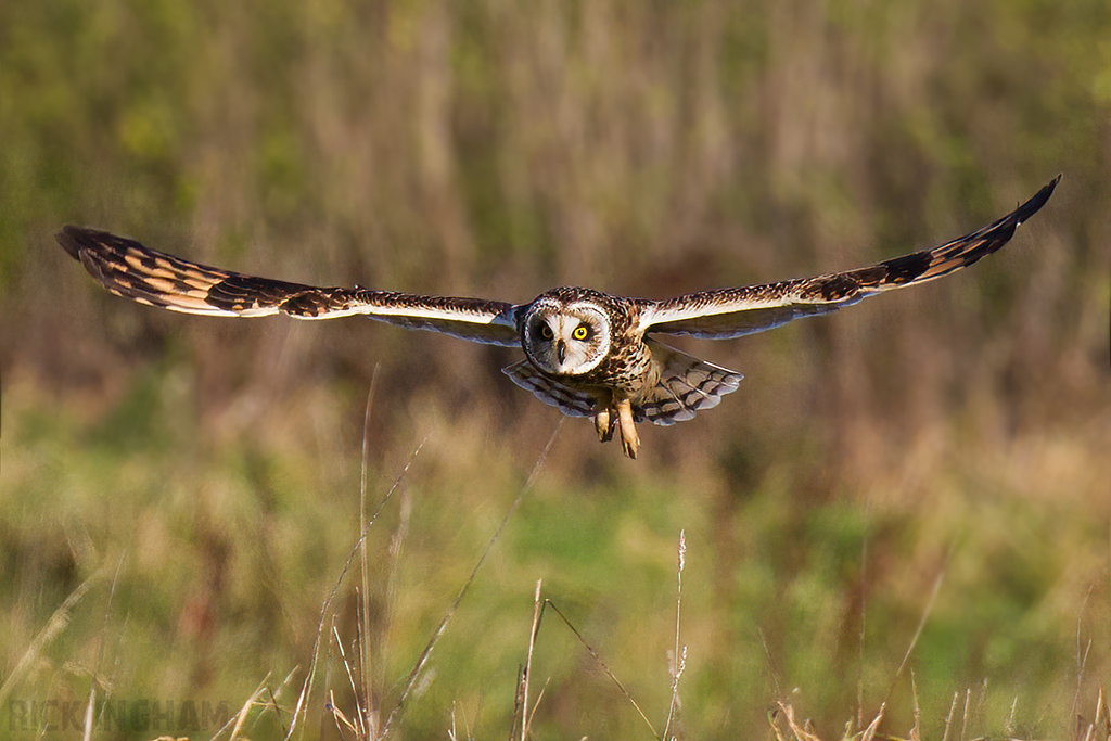 Short-Eared Owl