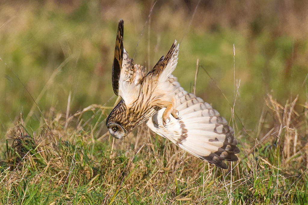 Short-Eared Owl