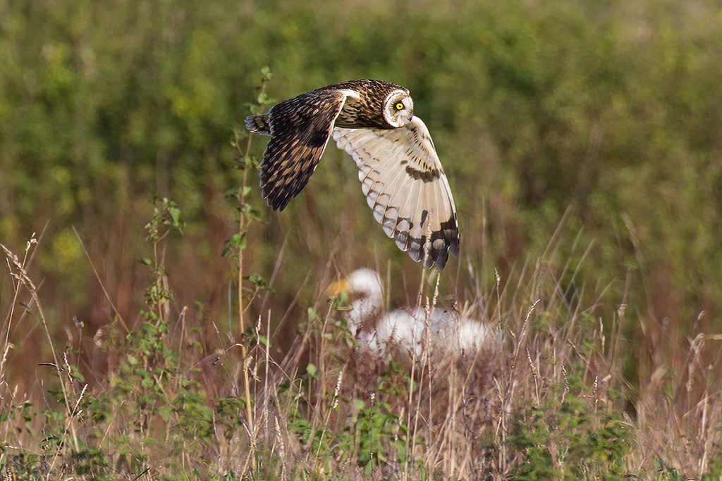Short-Eared Owl