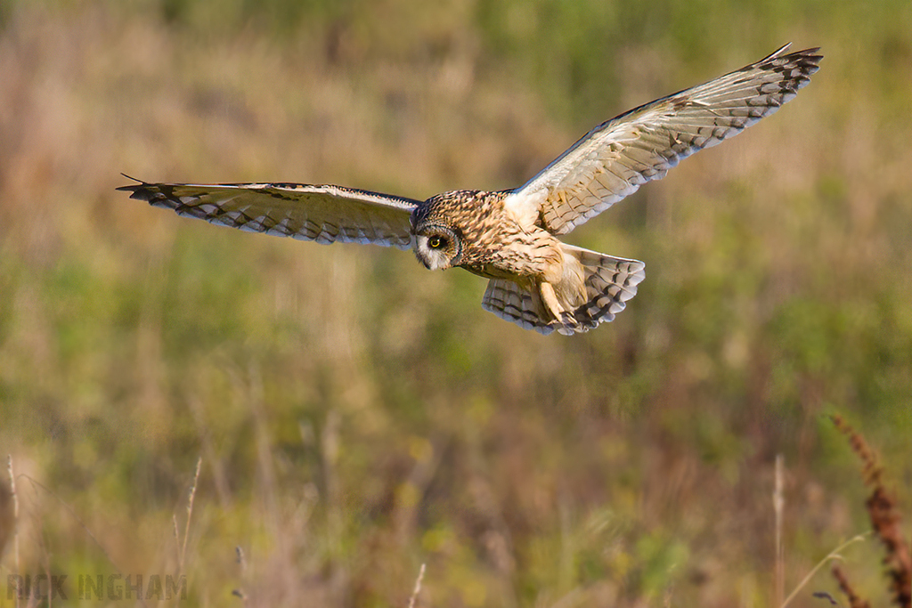 Short-Eared Owl