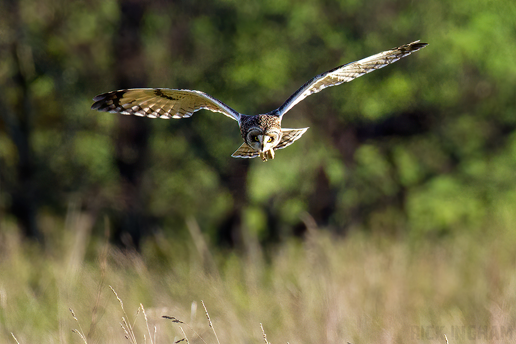 Short-Eared Owl