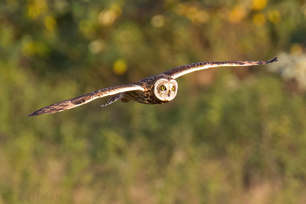 Short-Eared Owl