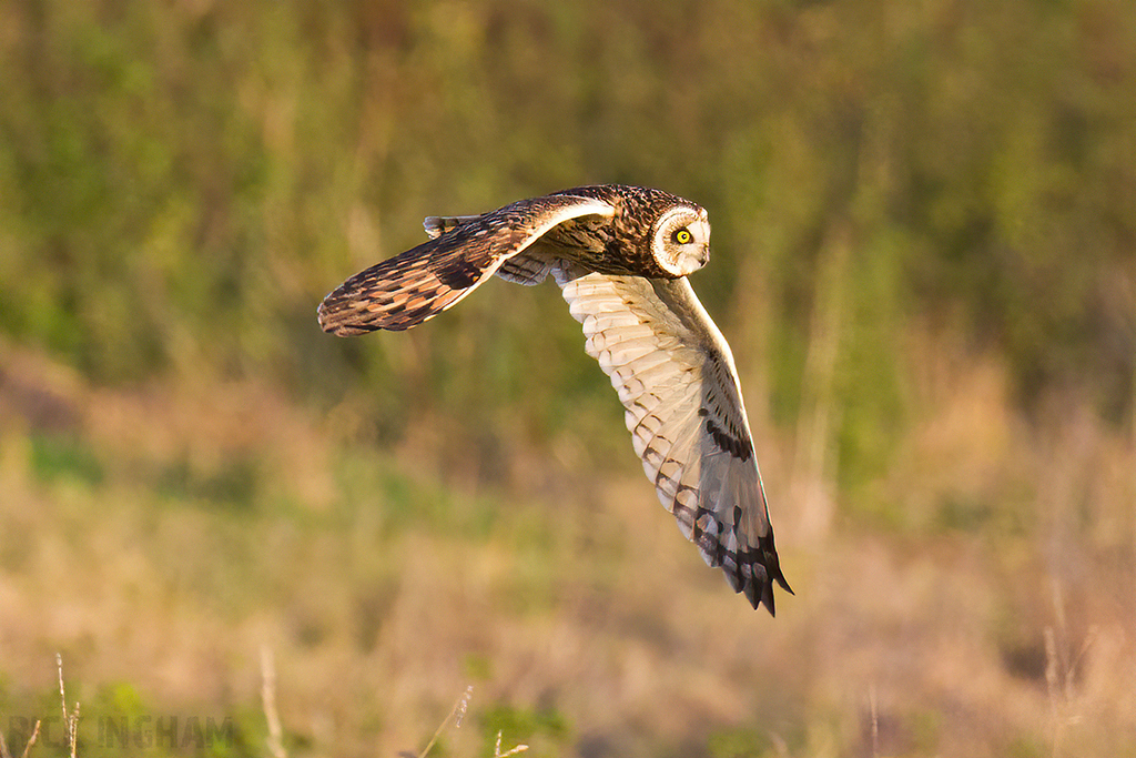 Short-Eared Owl
