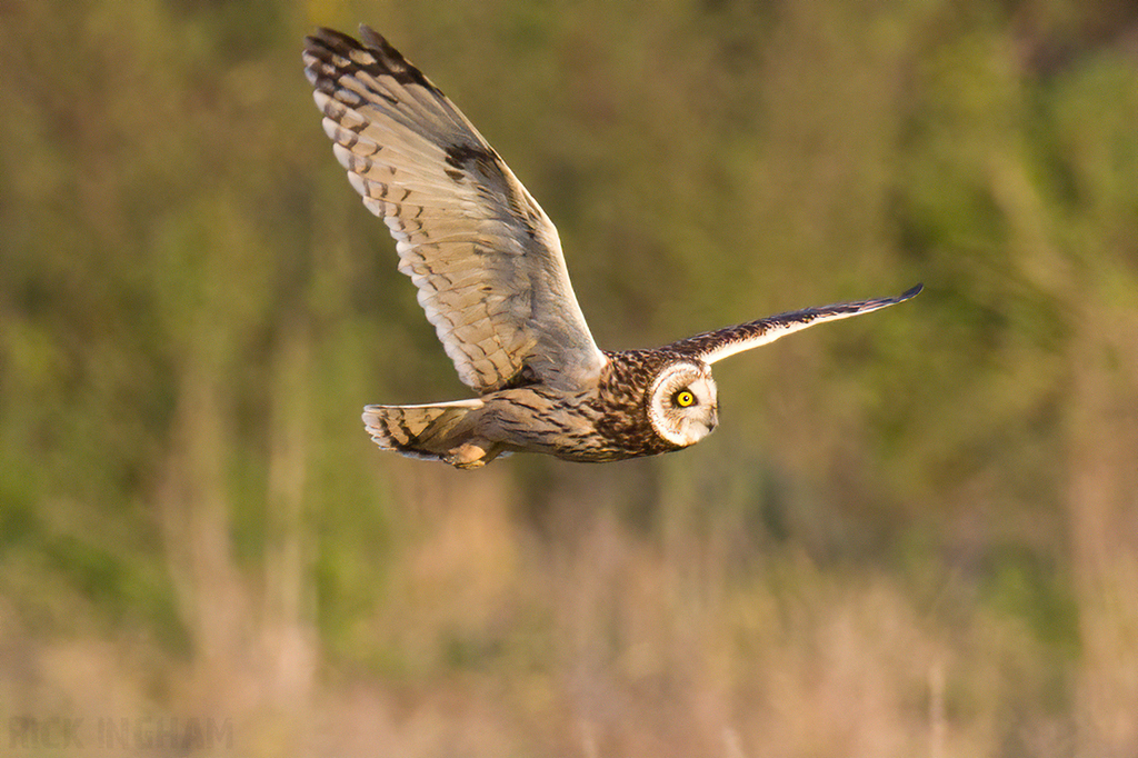 Short-Eared Owl