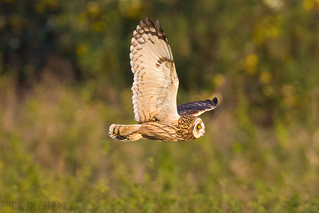 Short-Eared Owl