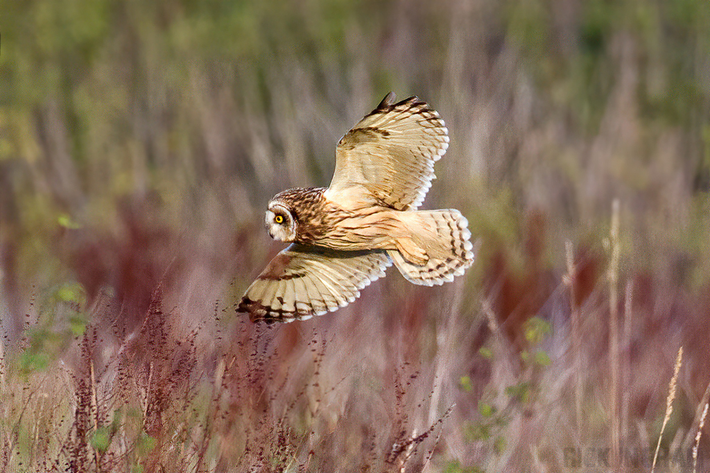 Short-Eared Owl
