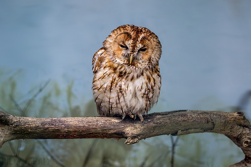 Tawny Owl