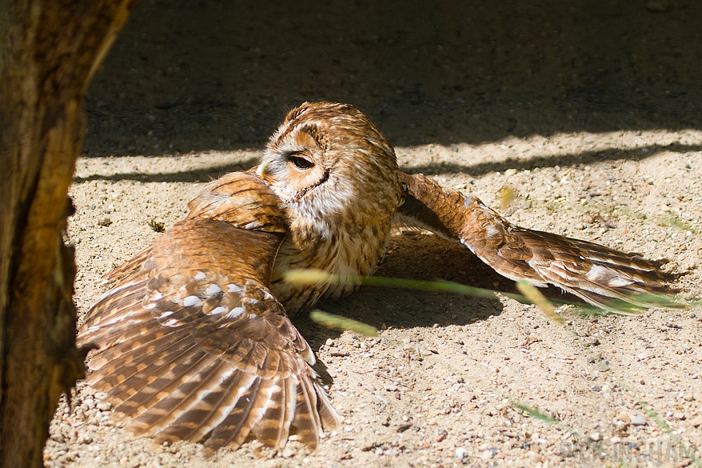 Tawny Owl