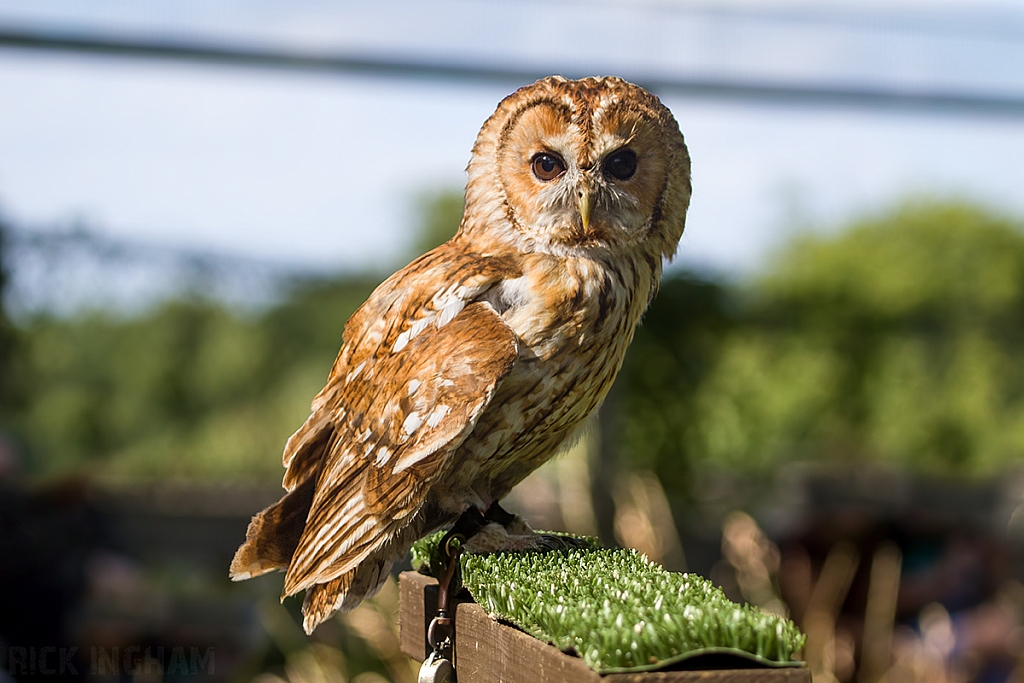 Tawny Owl