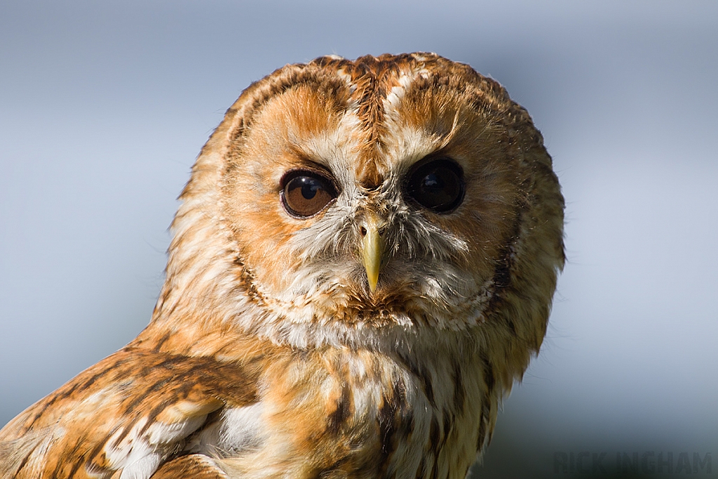 Tawny Owl