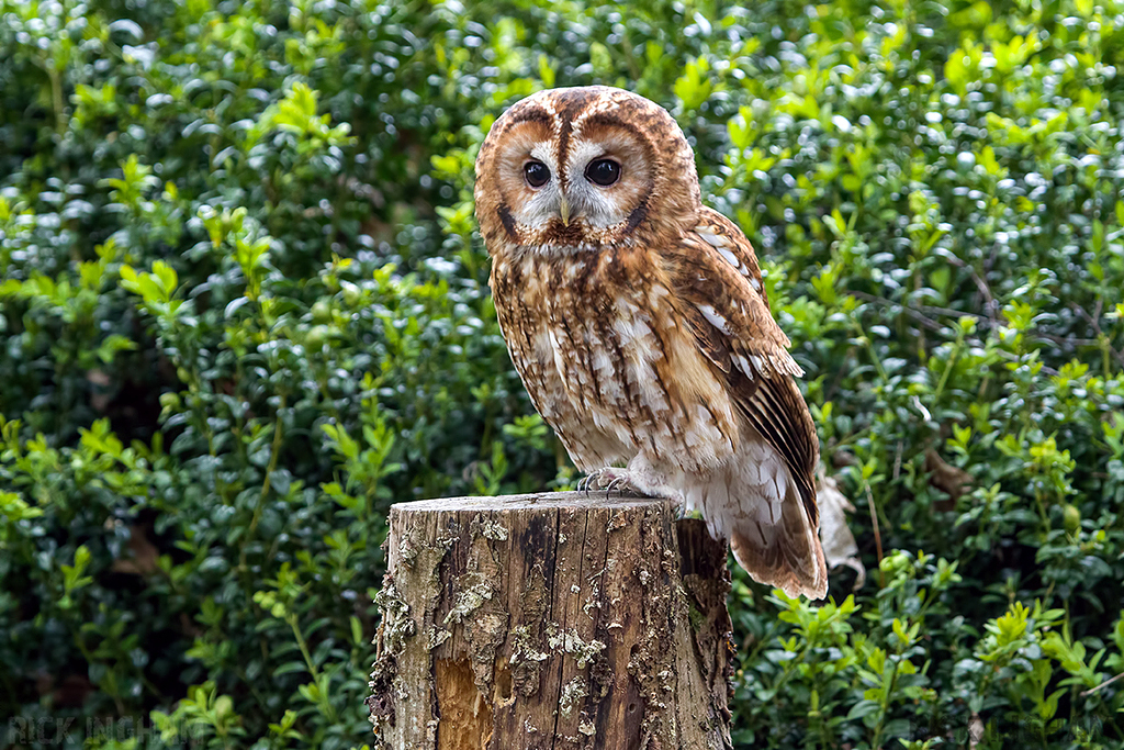 Tawny Owl