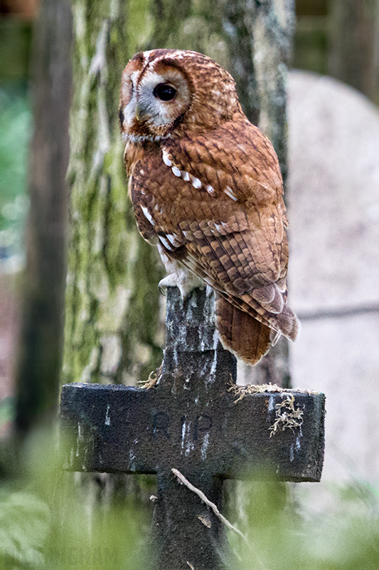 Tawny Owl