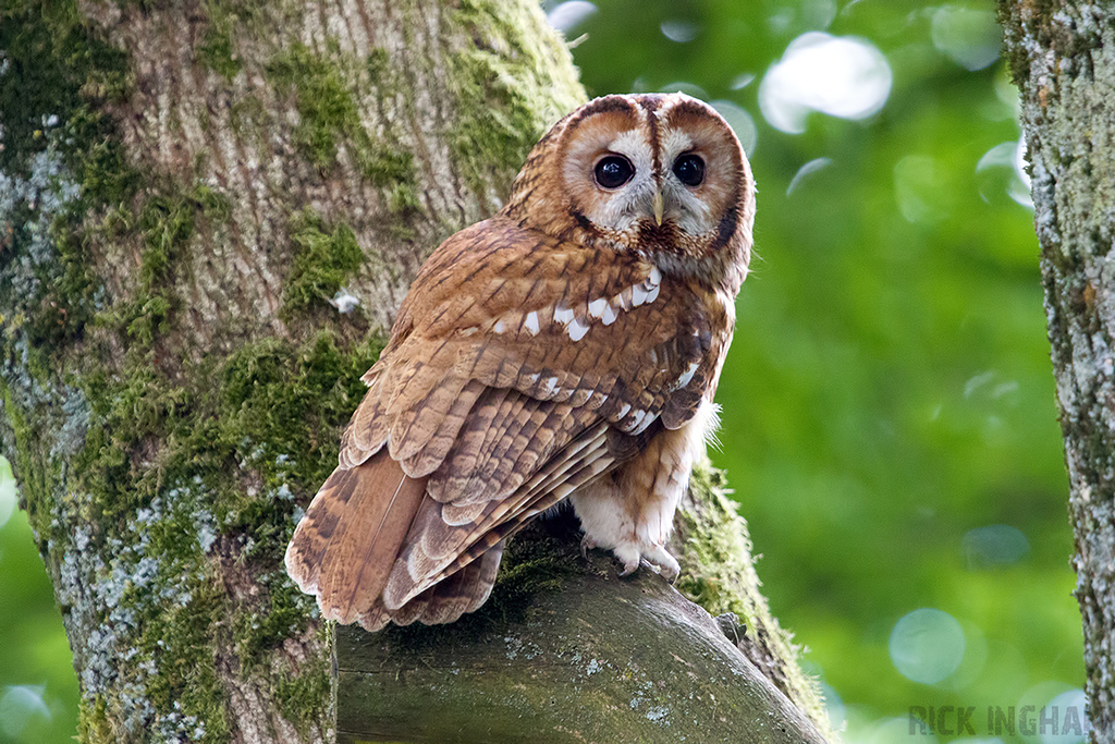 Tawny Owl