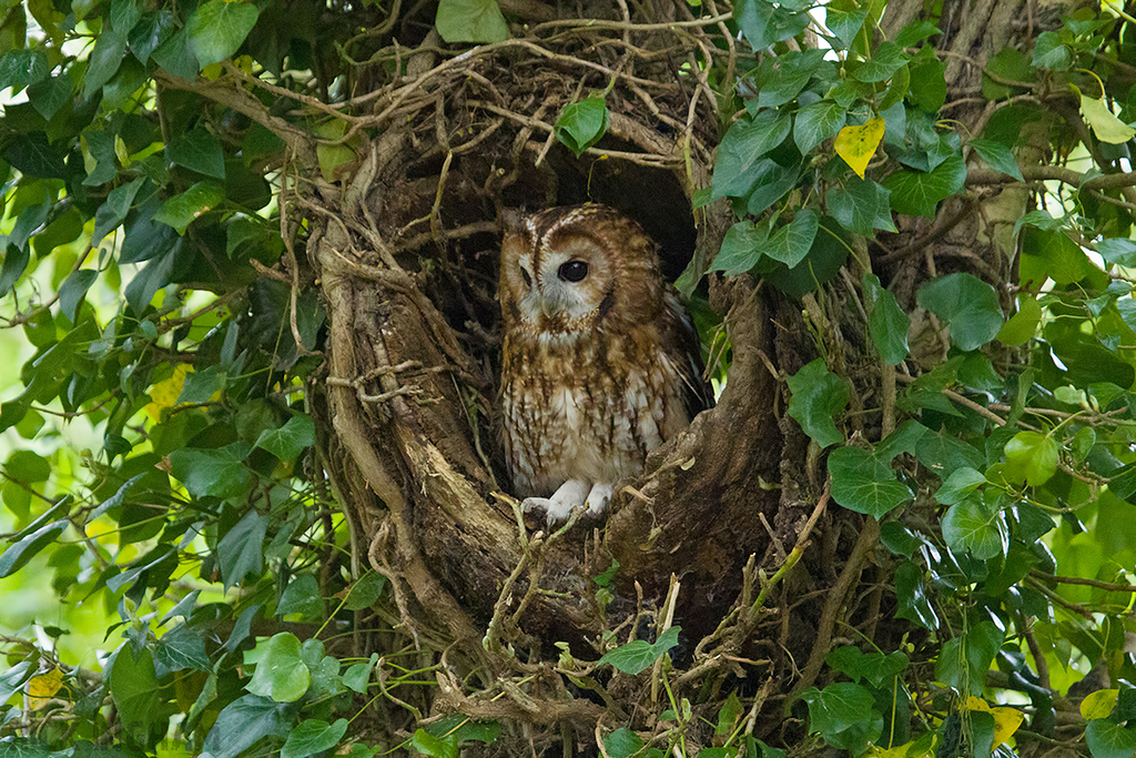 Tawny Owl