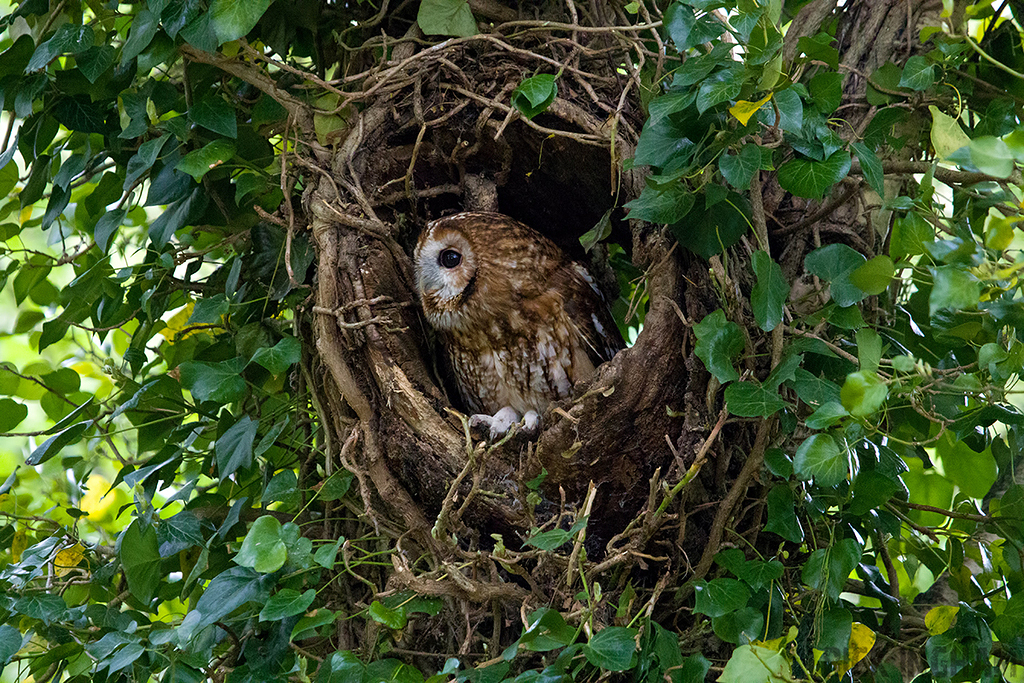 Tawny Owl
