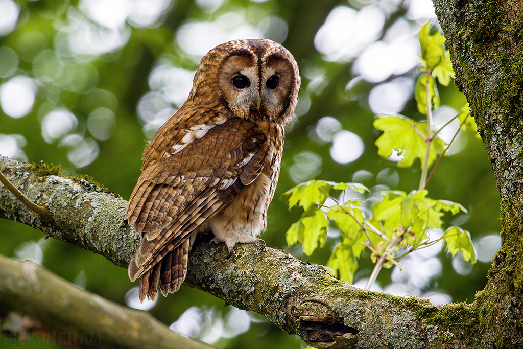 Tawny Owl