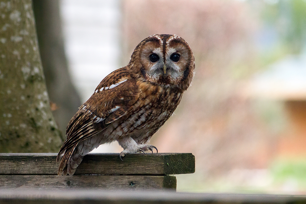 Tawny Owl