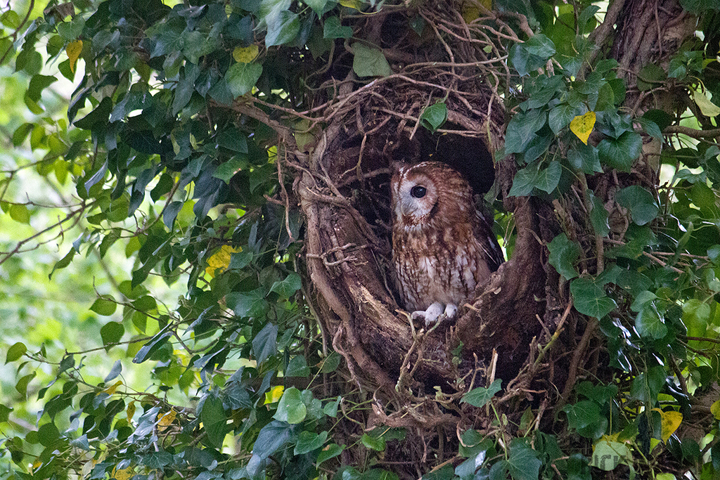 Tawny Owl