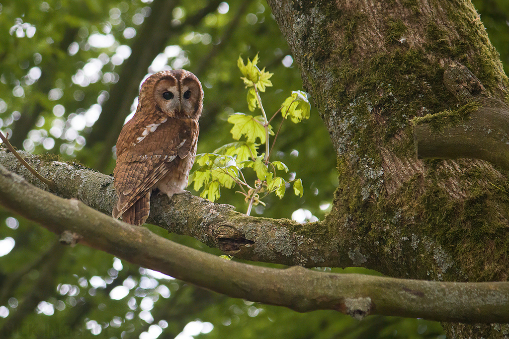 Tawny Owl