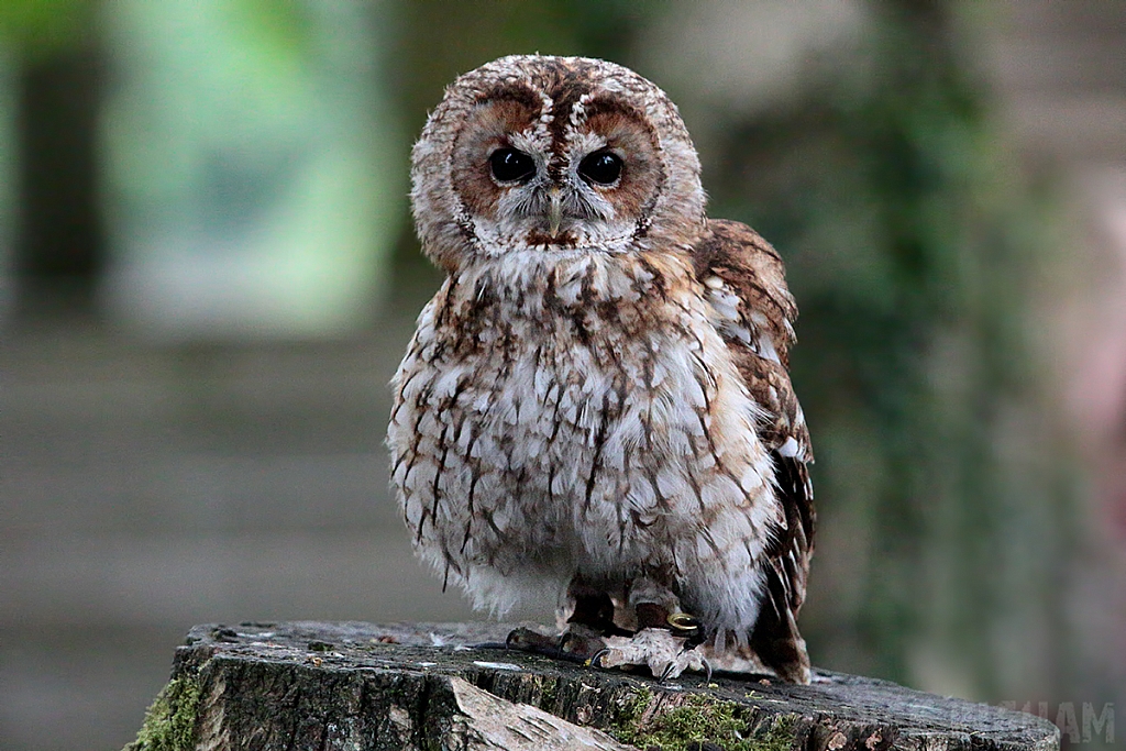 Tawny Owl