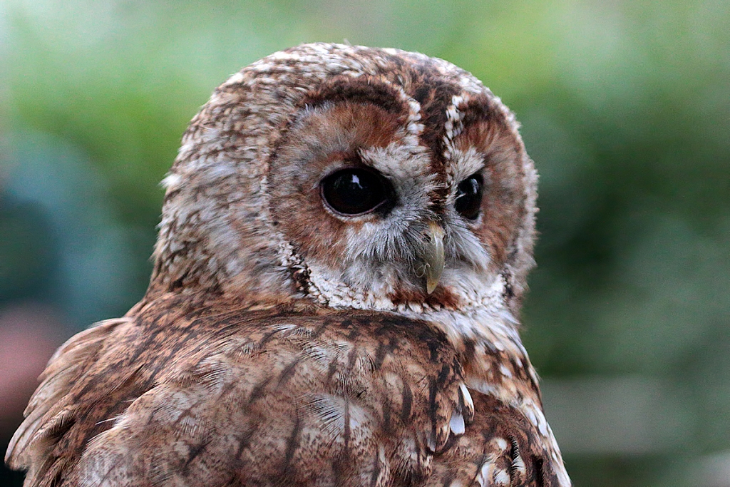 Tawny Owl