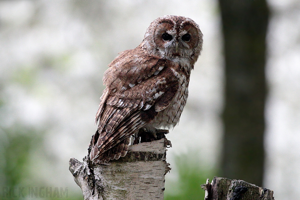 Tawny Owl
