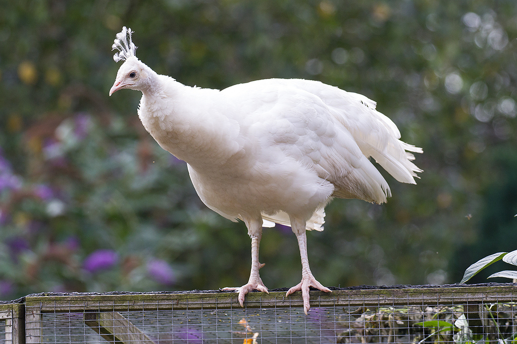 Albino Peacock