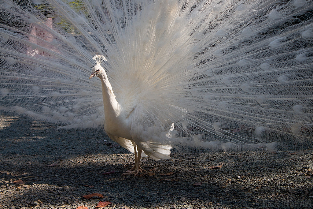 White Peacock