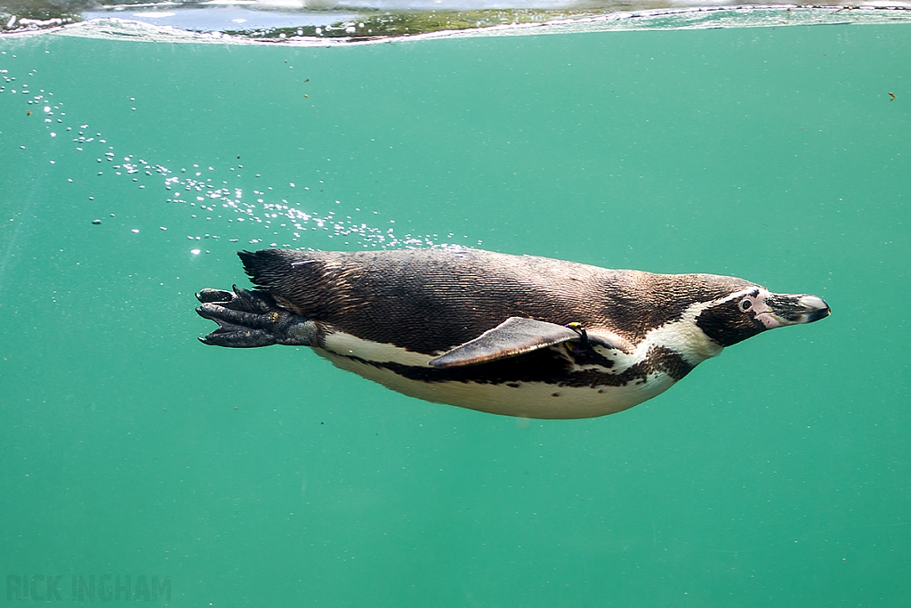 Humboldt Penguin