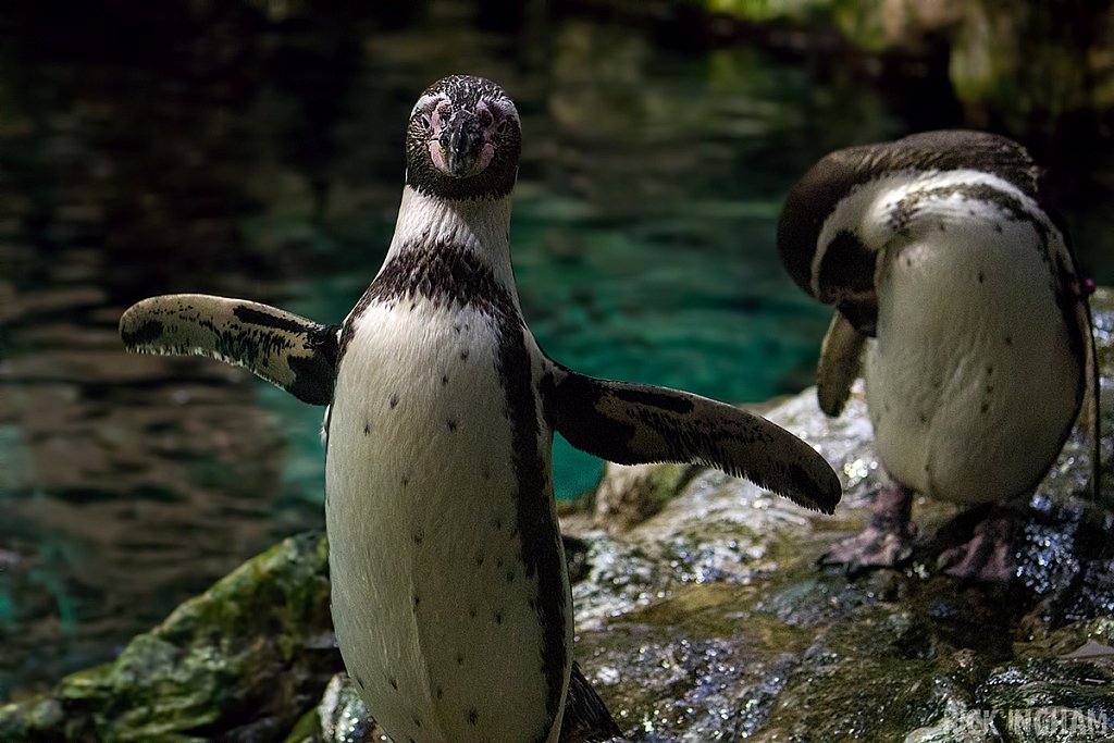 Humboldt Penguin