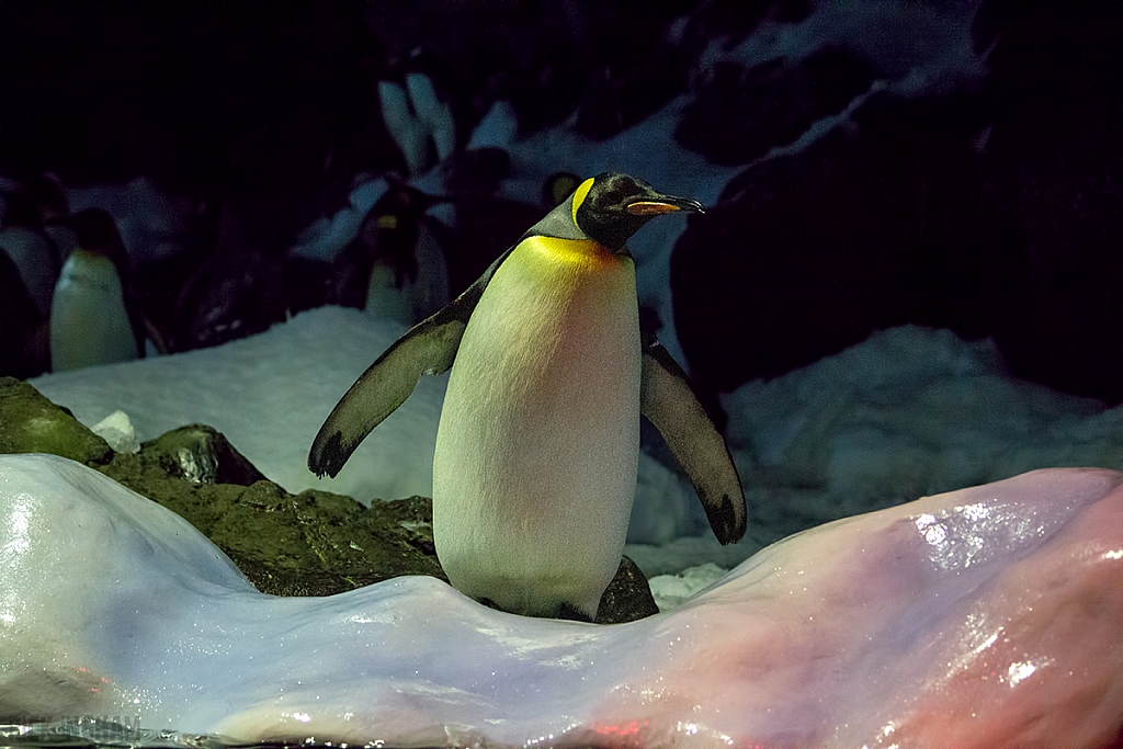 King Penguin
