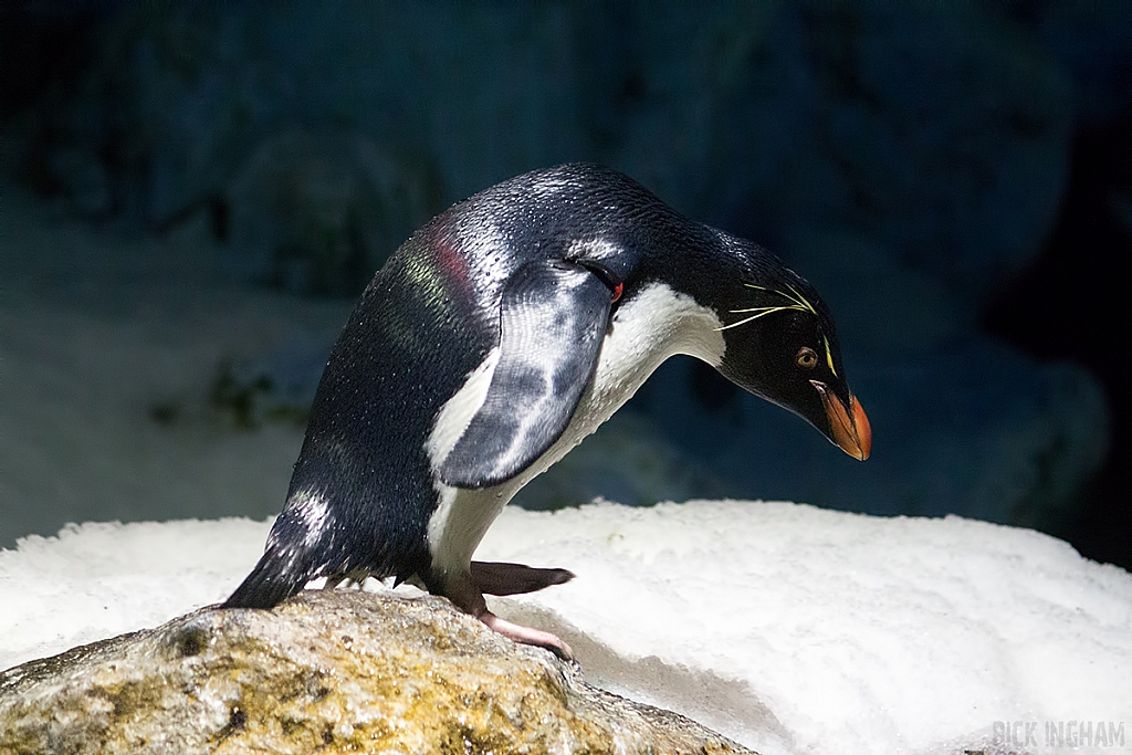 Rock Hopper Penguin