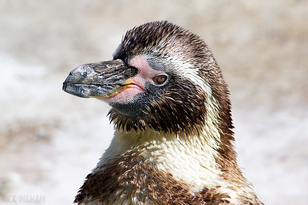 Humboldt Penguin