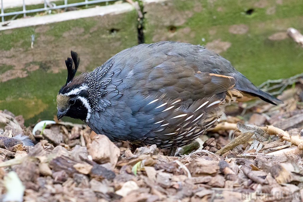 California Quail